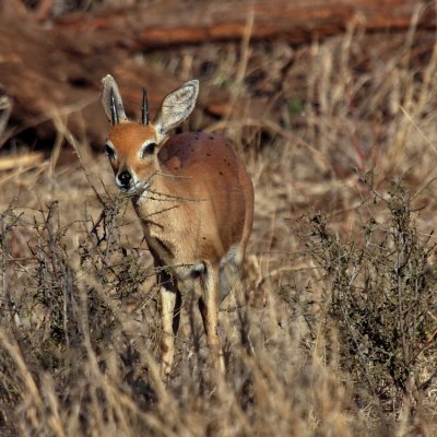 750duiker3aP9150174.jpg