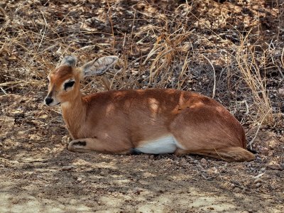 800duiker3P9160776P9160776.jpg