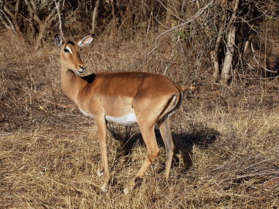 800impala1P9191842.jpg