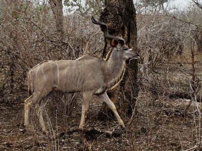 800kudu10P9181430.jpg