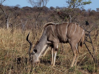 800kudu1P9129084.jpg