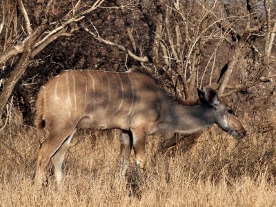 800kudu1P9150101.jpg