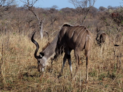 800kudu2P9129087.jpg