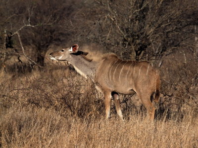 800kudu2cP9150102.jpg