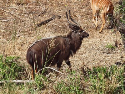 800nyala3P9139375.jpg