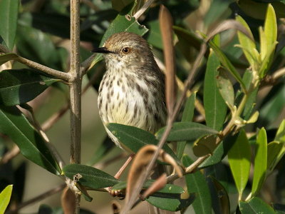Karoo Prinia