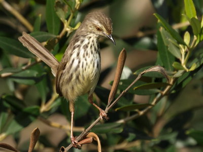 Karoo Prinia
