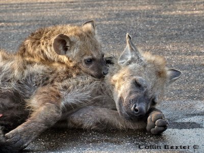 Hyena Pup and Mother