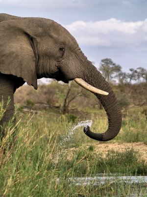 African Elephant