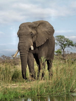 African Elephant
