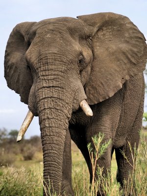 African Elephant