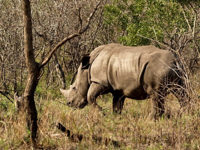 White Rhino