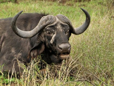 Cape Buffalo