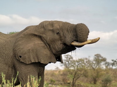 African Elephant
