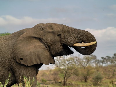 African Elephant