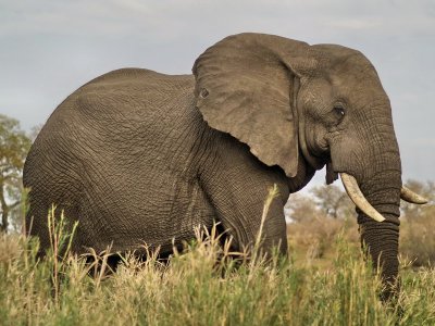African Elephant