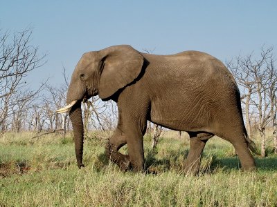African Elephant