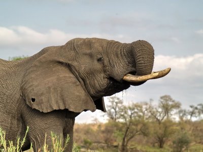 African Elephant