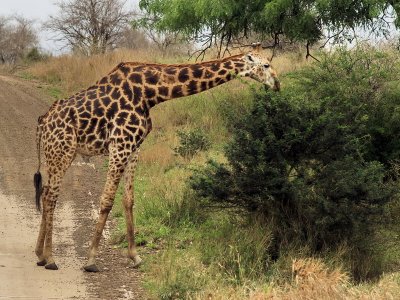 Giraffe