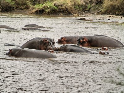 Hippo