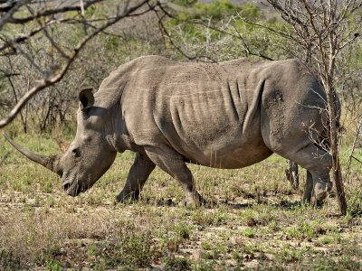 White Rhino