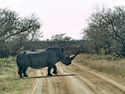 White Rhino