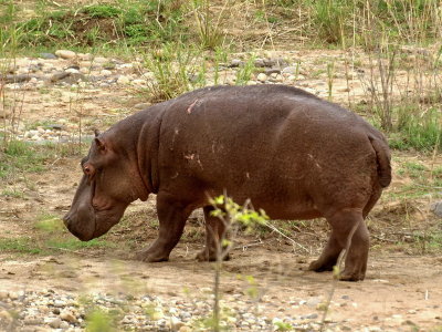 Hippo