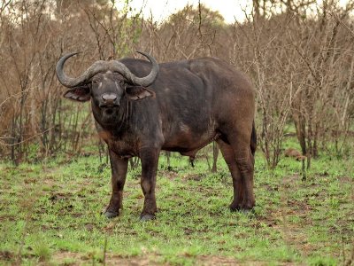 Cape Buffalo