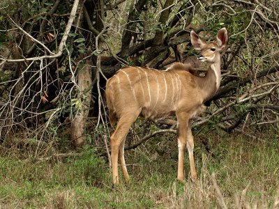 Kudu