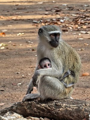 Vervet Monkey with baby