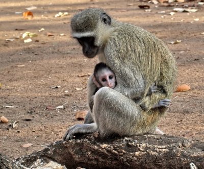 Vervet Monkey with baby