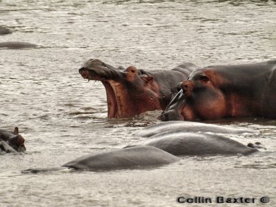 Hippo