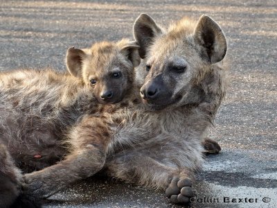 Hyena Pup and Mother