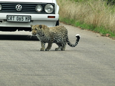 Leopard Stalking