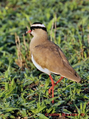 Caped Plover
