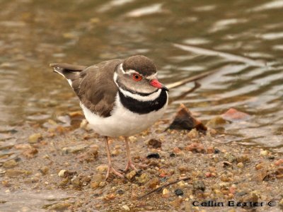 Banded Plover