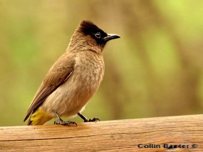 Dark Capped Bulbul