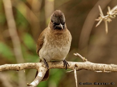 Dark Capped Bulbul