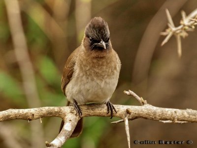 Dark Capped Bulbul