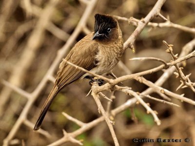 Dark Capped Bulbul