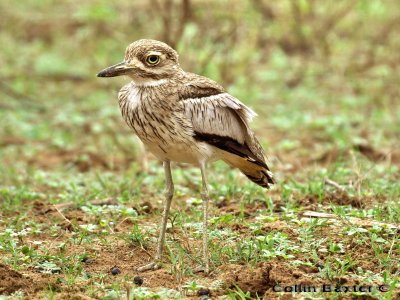 Water Thick Knee