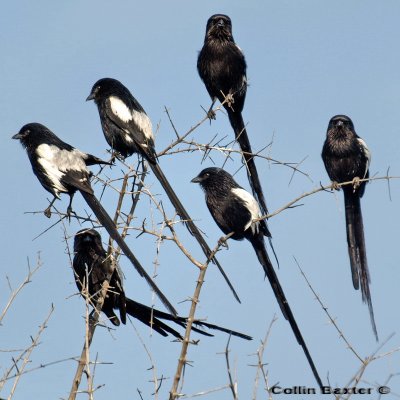 African Long Tailed Shrike