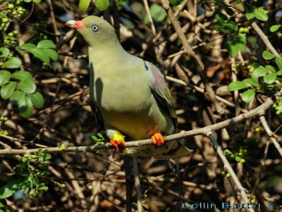 Green Pigeon