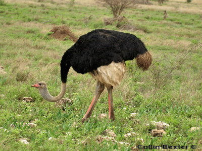 Ostrich