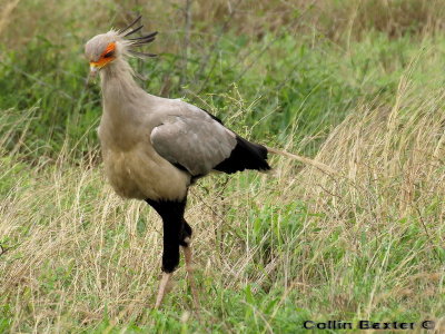 Secretary Bird