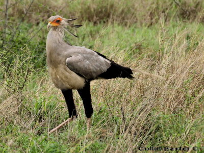 Secretary Bird