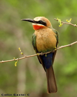 White Fronted Bee Eater