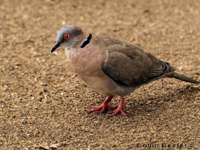 African Mourning  Dove
