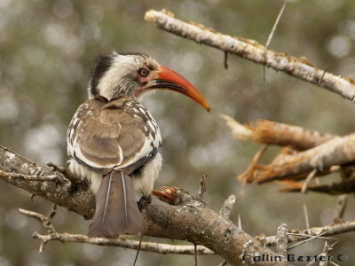 Hornbil