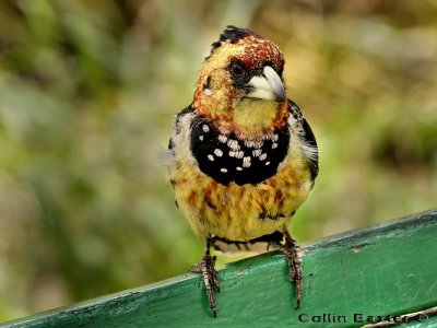 Crested Barbet